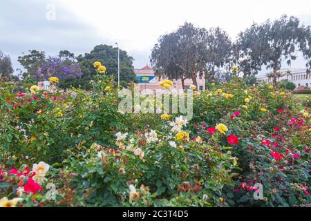 21 giugno 2020: Alcune aree all'aperto del Balboa Park sono state riaperte a San Diego, California, domenica 21 giugno 2020. Il Rose Garden è una delle aree all'aperto più famose che ha recentemente riaperto. Tutti i teatri e i musei al coperto, compreso il Ruben H. Fleet Science Center visto sullo sfondo, rimangono chiusi fino almeno al 2 luglio. Credit: Rishi Deka/ZUMA Wire/Alamy Live News Foto Stock