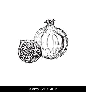 Melograno. Illustrazione vettoriale dello stile di schizzo. Illustrazione Vettoriale