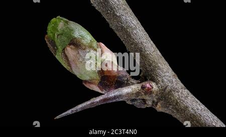 Ramo di albero con un germoglio di foglia - con una lunga spina dorsale - su sfondo nero Foto Stock