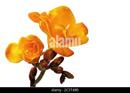 Freesia gialla isolata su sfondo bianco - lato sinistro - come modello o sfondo Foto Stock