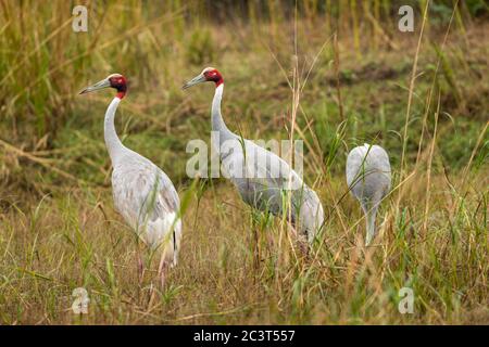 gru sarus o Grus antigone famiglia in sfondo verde pascolo in prateria del parco nazionale keoladeo o bharatpur santuario uccelli rajasthan india Foto Stock