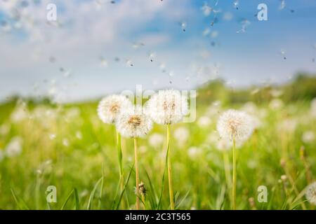 Prato verde estivo con dandelioni al tramonto. Natura sfondo. Primavera estate prato paesaggio, closeup natura Foto Stock