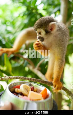 Un comune Scimmia di scoiattolo giocando in alberi Foto Stock