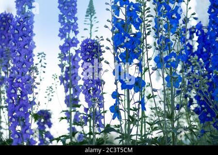 Il blu Delphinium cresce nel giardino. Fiore blu delphinium doppio. Foto Stock