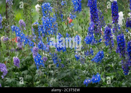 Il blu Delphinium cresce nel giardino. Fiore blu delphinium doppio. Delphinium Blue Dawn Foto Stock