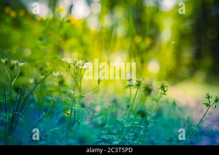 Vista del tramonto da sotto un albero su un prato verde con colline all'orizzonte. Scena primaverile della natura. Bellissimo paesaggio. Parco con i dandelioni, erba verde Foto Stock