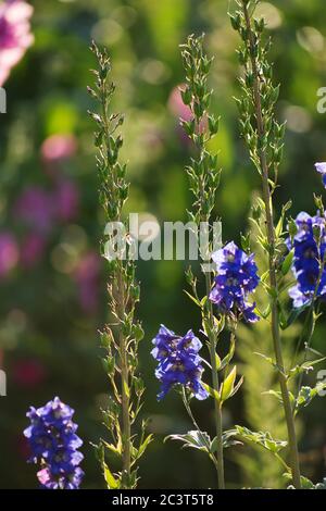 Piantando organico in campo. Piante sono cresciute da semi. Delphinium rapeseeds essiccati. Concetto di agricoltura Delphinium. Foto Stock