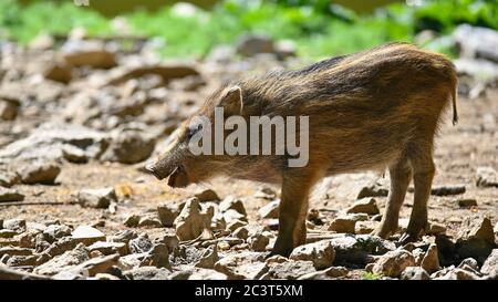 Bei piccoli maiali selvatici in natura. Cinghiale. Animale nella foresta. Foto Stock