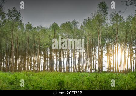 Foresta di abete rosso, travi a vista attraverso nebbia illuminante Moss e Fern coperta Foresta pavimento, creando un'atmosfera mistica. Immagine HD e risoluzione elevata. Foto Stock
