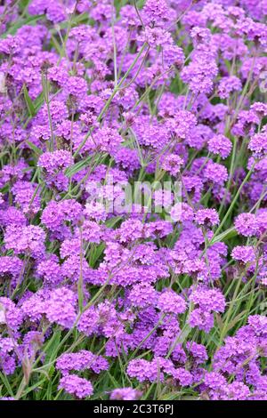 Teste di fiori viola chiaro di primula denticulata, bastone di batteria primula, primula con foglie di dente Foto Stock