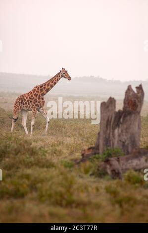 Giraffa di Rothschild, Giraffa camelopardalis rothschildi, pascolo nel Parco Nazionale del Lago Nakuru. Kenya. Africa. Foto Stock