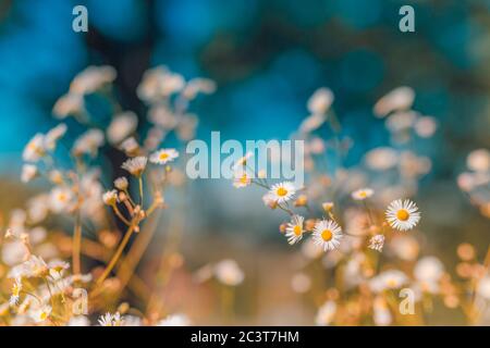 Fiori di prato al tramonto luminoso in mattina presto soleggiata fresco. Paesaggio autunnale d'epoca, primo piano della natura fiorita floreale su bokeh sfocato Foto Stock