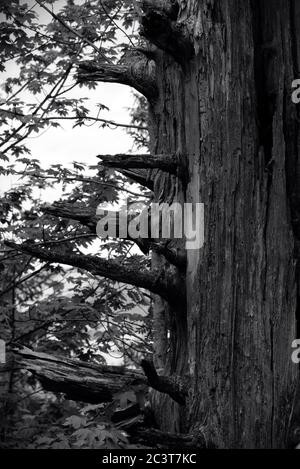 Albero secco, vecchio e morto stelo nella foresta. Bianco e nero Foto con albero vecchio. Vista ravvicinata con stelo ad albero Foto Stock