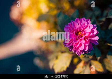 Fiore rosa Dhalia in giardino sfocato sfondo. Luce soffusa al tramonto e ambiente naturale sfocato Foto Stock