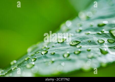 Bella foglia verde con gocce d'acqua. Macro perfetta per la natura, gocce d'acqua pulite, pioggia o rugiada mattutina. Verde natura fresca Foto Stock