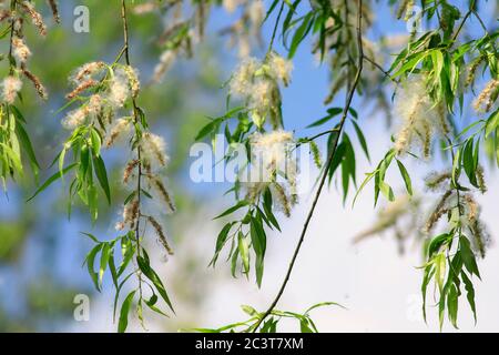 Sfondo naturale con lanugine bianche soffici sparse dal vento dai rami di un salice causando allergie stagionali su un caldo estivo di sole Foto Stock