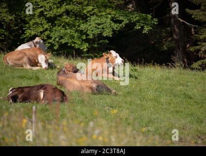 Mucca su un terreno verde pascolo o erba in estate. Mucche delle Alpi riposano vicino alla foresta. Sole, giorni estivi Foto Stock