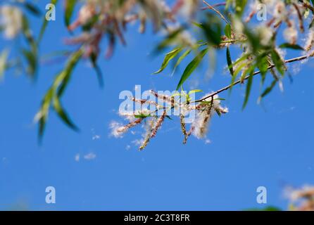 Sfondo naturale con lanugine bianche che volano dai rami dell'albero causando allergie stagionali in una giornata estiva calda Foto Stock