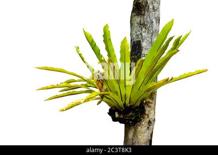 pianta verde di superbum di platycerium è appesa da un albero isolato su sfondo bianco. pioggia tropicale foresta piante. cornice natura giungla confine. con Foto Stock