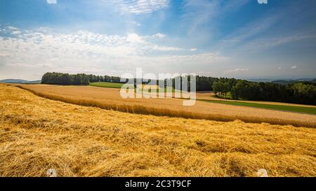 Vista panoramica del paesaggio del campo di grano, delle orecchie e delle colline gialle e verdi. Paesaggio di campo di grano in montagna Foto Stock