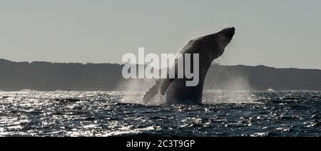 Bracconata di balene. Balena di ritorno che salta fuori dall'acqua. Sudafrica. Foto Stock