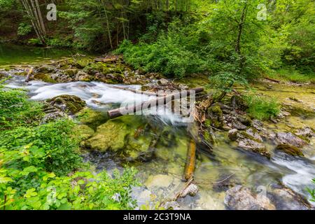 Mountain river in the woods. Green foliage nature background Foto Stock
