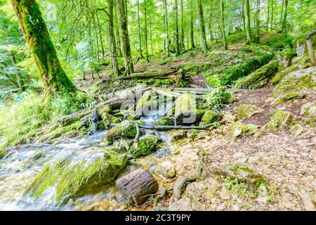 Fiume di montagna nei boschi. Verde fogliame natura sfondo Foto Stock