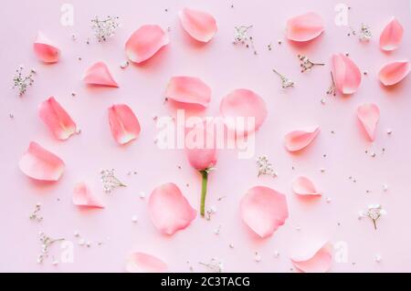 Struttura da rose su sfondo rosa. Disposizione piatta. Foto Stock
