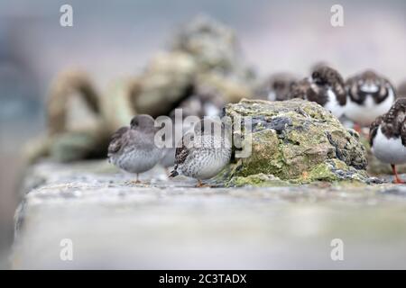 Un Sandpiper viola (Calidris maritima) all'interno di un gregge misto di uccelli di Ruddy Turnstone e Redshank comune su una parete del porto di Burghead Harbour, Scotlan Foto Stock