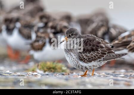 Un Sandpiper viola (Calidris maritima) all'interno di un gregge misto di uccelli di Ruddy Turnstone e Redshank comune su una parete del porto di Burghead Harbour, Scotlan Foto Stock