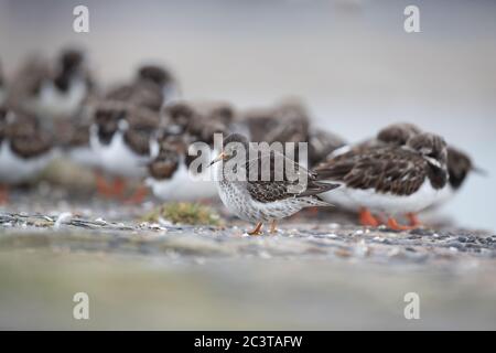 Un Sandpiper viola (Calidris maritima) all'interno di un gregge misto di uccelli di Ruddy Turnstone e Redshank comune su una parete del porto di Burghead Harbour, Scotlan Foto Stock