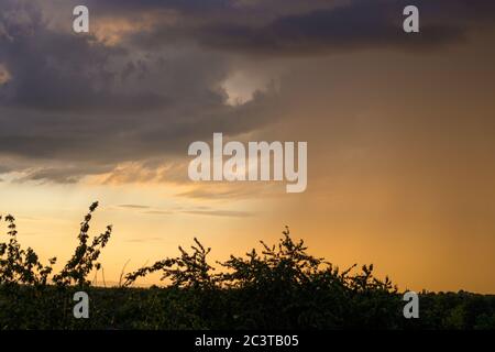 Cime di arbusti e alberi frondosi, che si contornano di un tramonto arancione con una diffusa luce soffusa in un cielo nuvoloso Foto Stock