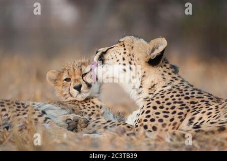 Madre e bambino ghepardo che si stendono insieme con la ghepardo femmina che lecca il viso del piccolo in Kruger Park Sud Africa Foto Stock