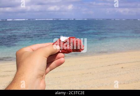 Mano che tiene corallo rosso, oceano sullo sfondo a Kuta Lombok, Indonesia. Kuta Lombok è un paradiso esotico sull'isola indonesiana, con un bel vortone Foto Stock