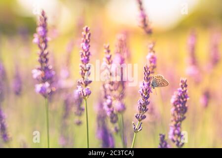 Cespugli di lavanda con closeup farfalla al tramonto. Umore del tramonto su fiori viola di lavanda. Sfondo di fiori estivi ispiratori Foto Stock