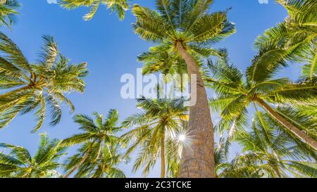Alberi tropicali concetto di sfondo Foto Stock