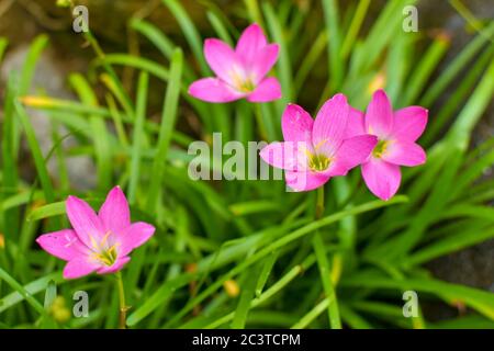 Zephyranthes rosea, comunemente noto come zefirriglio cubano, giglio roseo della pioggia, giglio di fata di rosa, giglio di zephyr di rosa o giglio di pioggia rosa. Sono cultivat Foto Stock