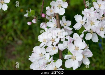 Apple Blossom Foto Stock