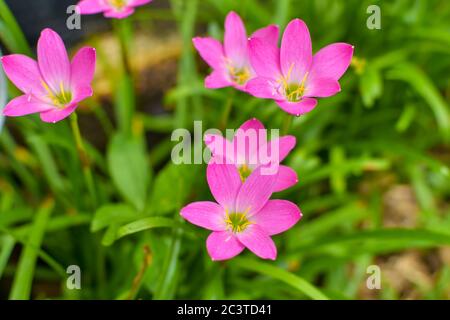 Zephyranthes rosea, comunemente noto come zefirriglio cubano, giglio roseo della pioggia, giglio di fata di rosa, giglio di zephyr di rosa o giglio di pioggia rosa. Sono cultivat Foto Stock