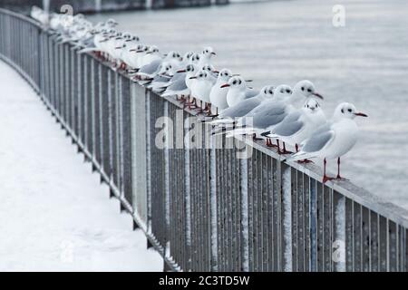 Molti gabbiani si siedono su una ringhiera in fila in inverno Foto Stock