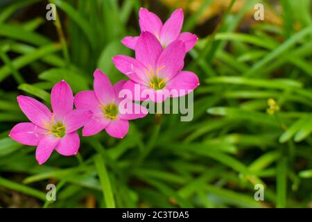 Zephyranthes rosea, comunemente noto come zefirriglio cubano, giglio roseo della pioggia, giglio di fata di rosa, giglio di zephyr di rosa o giglio di pioggia rosa. Sono cultivat Foto Stock