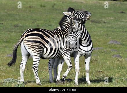 Burchell zebre che gioca sul campo, zebre che giocano nella riserva naturale del Sudafrica. Foto Stock