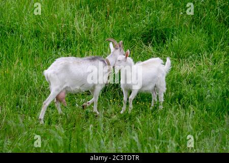 Due capre bianche in un campo sull'erba. Foto Stock