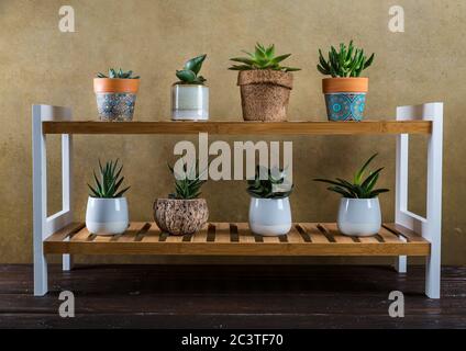 Piante verdi della casa in vaso sulla mensola di legno. Succulenti al coperto. Concetto di giardino domestico. Foto Stock