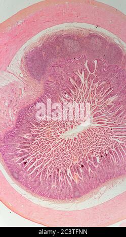 Ileo di mammifero, Patch di Peyers, vista al microscopio Foto Stock