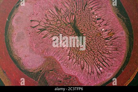 Ileo di mammifero, Patch di Peyers, vista al microscopio Foto Stock