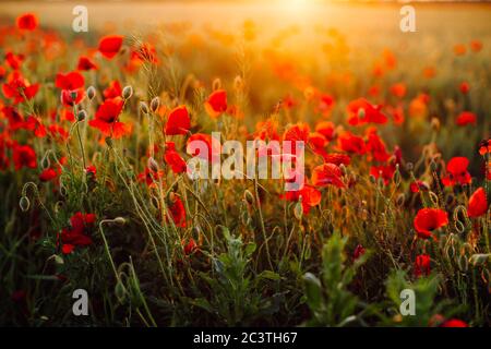 Campo di papaveri rossi al tramonto. Messa a fuoco morbida Foto Stock