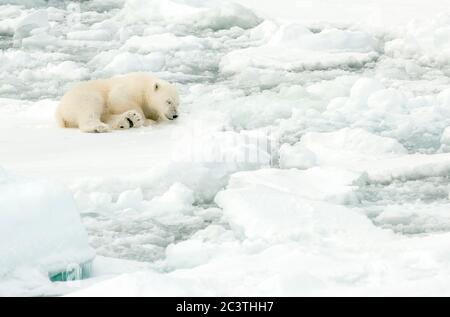 Orso polare (Ursus maritimus), cucciolo polare che dorme su ghiaccio, Norvegia, Svalbard Foto Stock