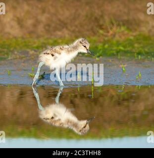 pied avocet (Recurvirostra avosetta), foraggio di pulcini in acque poco profonde, vista laterale, Paesi Bassi, Texel Foto Stock