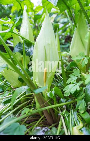 Signori italiani, arum italiano (Arum italicum), fioritura, Paesi Bassi, Groningen, Zuidhoorn Foto Stock